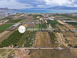 Αγροτεμάχια 7.116 τ.μ. για πώληση