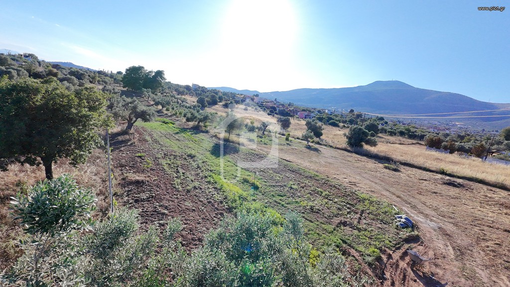 Αγροτεμάχια 6.550 τ.μ. προς πώληση, Άγιοι Ασώματοι Ερέτριας