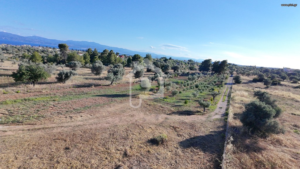 Αγροτεμάχια 6.550 τ.μ. προς πώληση, Άγιοι Ασώματοι Ερέτριας