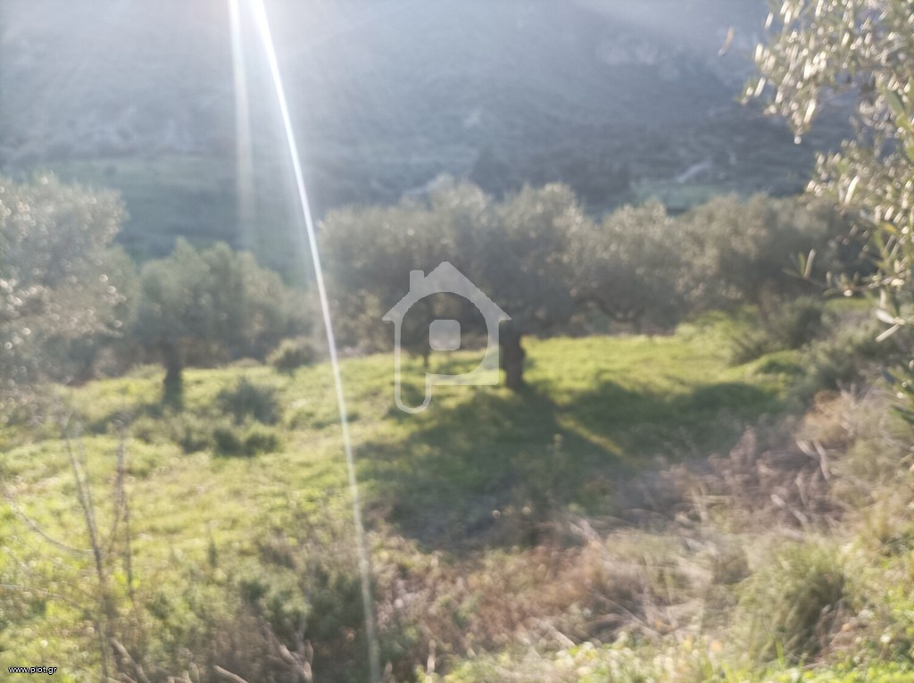 Αγροτεμάχια 10.000 τ.μ. προς πώληση, Βασιλίτσι