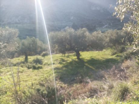 Αγροτεμάχια 10.000 τ.μ. προς πώληση