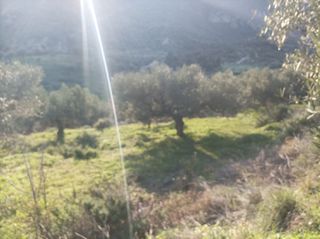 Αγροτεμάχια 10.000 τ.μ. για πώληση