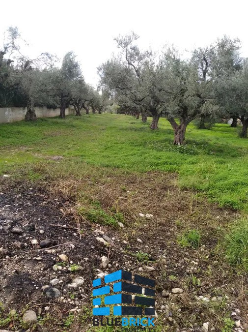 Οικόπεδο 37.000 τ.μ. προς πώληση, Μαγούλα Ερέτριας