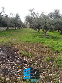Land plot 37.000 sqm for sale