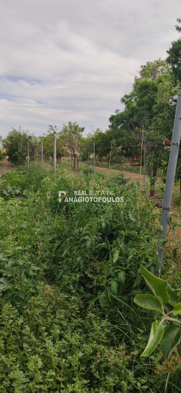Αγροτεμάχια 11.200 τ.μ. πρός πώληση, Θεσσαλονίκη - Υπόλ. Νομού, Άγιος Αθανάσιος