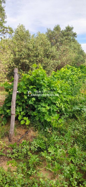 Αγροτεμάχια 11.200 τ.μ. πρός πώληση, Θεσσαλονίκη - Υπόλ. Νομού, Άγιος Αθανάσιος