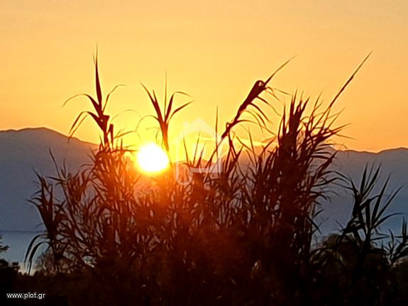 Αγροτεμάχια 1.148 τ.μ. για πώληση, Μεσσηνία, Αβία