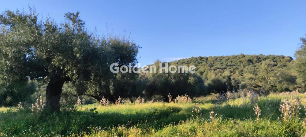 Αγροτεμάχια 112.000 τ.μ. προς πώληση, Ράχη Γυθείου