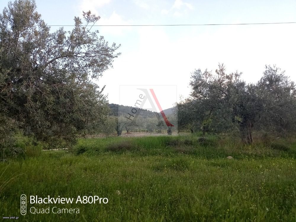 Αγροτεμάχια 1.462 τ.μ. προς πώληση, Αθίκια