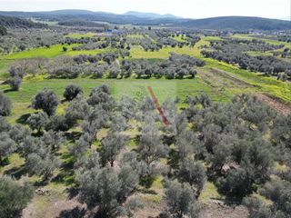 Αγροτεμάχια 3.000 τ.μ. για πώληση