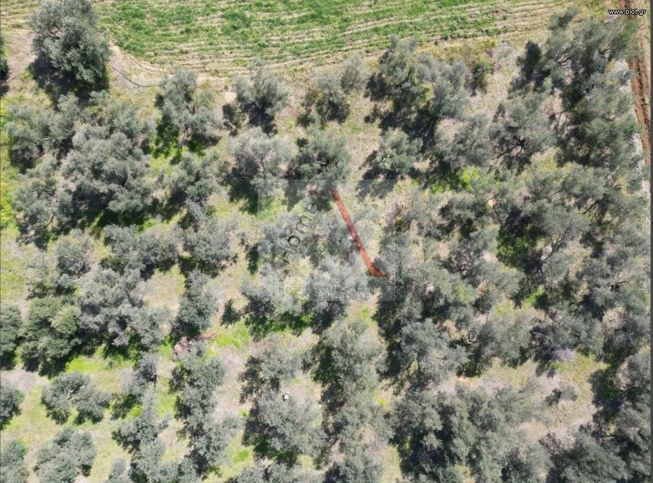 Αγροτεμάχια 3.000 τ.μ. προς πώληση, Ψαχνά