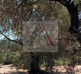 Οικόπεδο 4.980 τ.μ. για πώληση, Ν. Κέρκυρας, Κέρκυρα-thumb-1