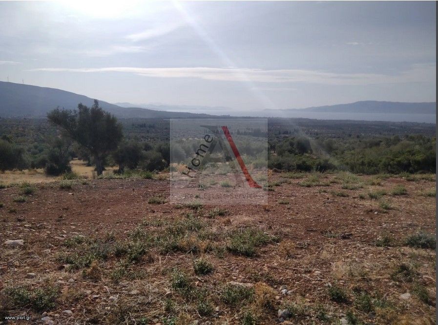 Αγροτεμάχια 5.004 τ.μ. προς πώληση, Μαγούλα Ερέτριας