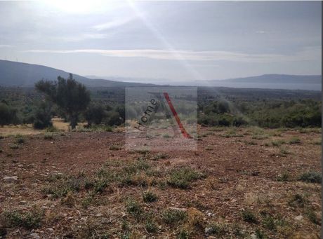 Αγροτεμάχια 5.004 τ.μ. προς πώληση