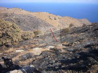 Αγροτεμάχια 6.200 τ.μ. για πώληση