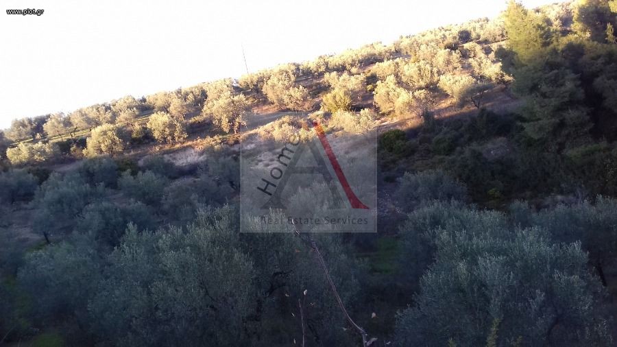 Αγροτεμάχια 13.000 τ.μ. προς πώληση, Μαψός