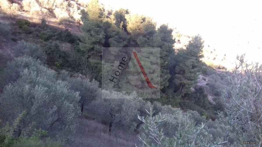 Αγροτεμάχια 13.000 τ.μ. προς πώληση, Μαψός