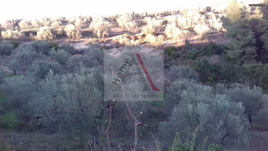 Αγροτεμάχια 13.000 τ.μ. προς πώληση, Μαψός