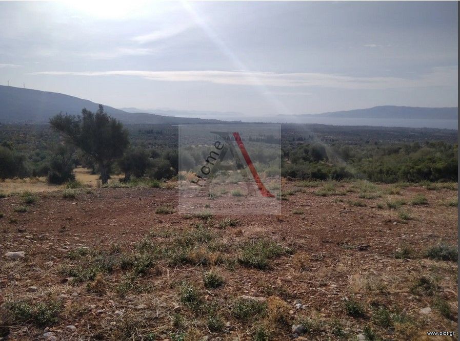 Αγροτεμάχια 5.004 τ.μ. προς πώληση, Μαγούλα Ερέτριας