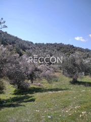 Αγροτεμάχια 5.233 τ.μ. για πώληση