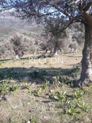Αγροτεμάχια 3.700 τ.μ. προς πώληση, Γυμνό Αμαρύνθου-thumb-2