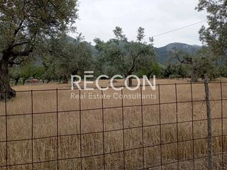 Αγροτεμάχια 3.584 τ.μ. για πώληση