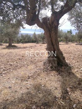 Αγροτεμάχια 4.000 τ.μ. προς πώληση