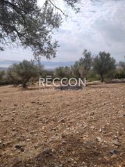Αγροτεμάχια 4.000 τ.μ. προς πώληση, Γυμνό Αμαρύνθου-thumb-2