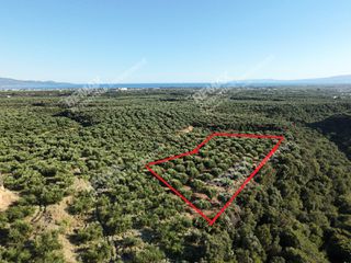 Αγροτεμάχια 4.500 τ.μ. για πώληση