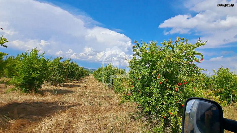 Αγροτεμάχια 18.650 τ.μ. για πώληση, Ν. Σερρών, Νιγρίτα