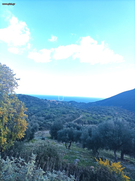 Αγροτεμάχια 14.000 τ.μ. προς πώληση, Χρυσοκελλαριά