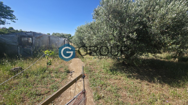 Αγροτεμάχια 2.500 τ.μ. πρός πώληση, Εβρος, Αλεξανδρούπολη