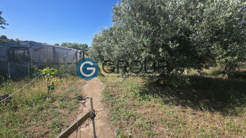 Αγροτεμάχια 2.500 τ.μ. πρός πώληση, Εβρος, Αλεξανδρούπολη