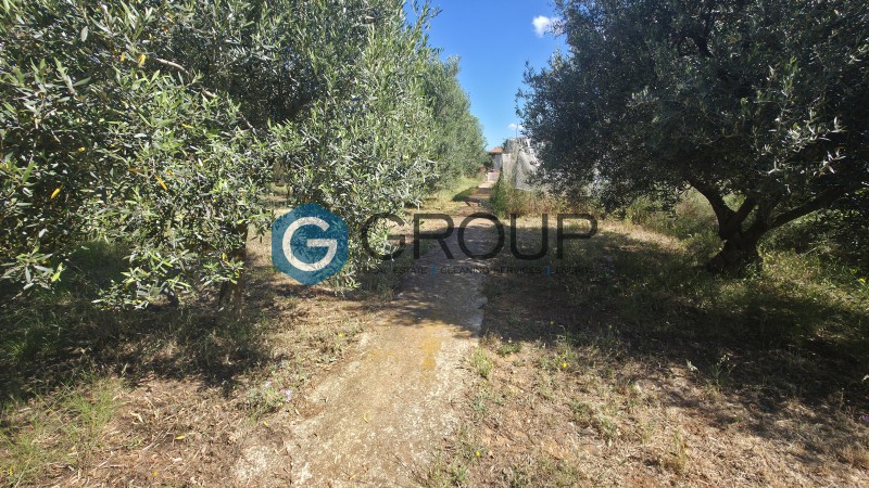 Αγροτεμάχια 2.500 τ.μ. πρός πώληση, Εβρος, Αλεξανδρούπολη