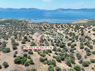 Αγροτεμάχια 48.239 τ.μ. για πώληση