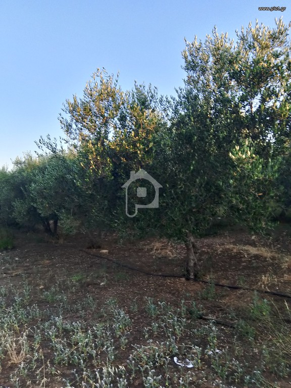 Αγροτεμάχια 6.000 τ.μ. πρός πώληση, Ν. Ρεθύμνου, Γεροπόταμος