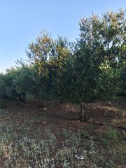 Αγροτεμάχια 6.000 τ.μ. για πώληση, Ν. Ρεθύμνου, Γεροπόταμος-thumb-1