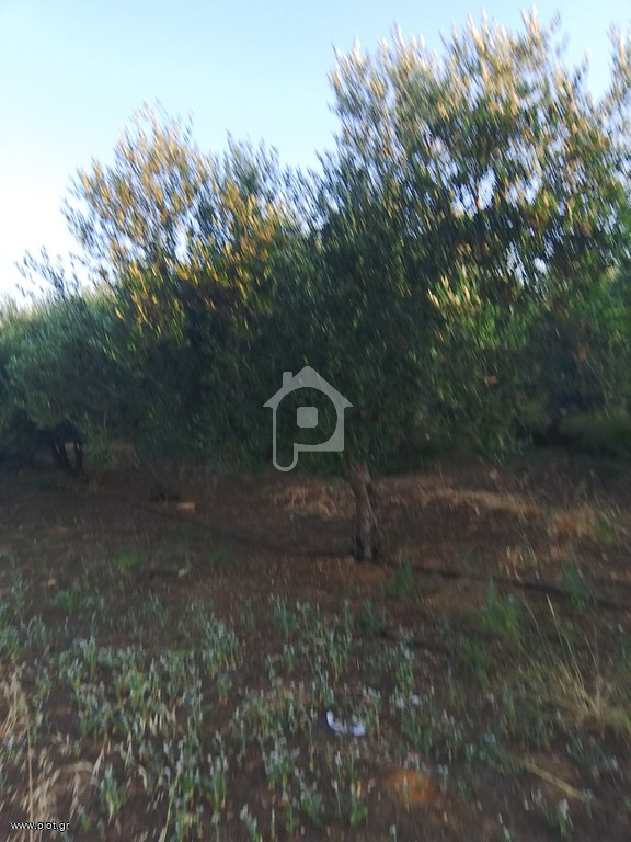 Αγροτεμάχια 6.000 τ.μ. πρός πώληση, Ν. Ρεθύμνου, Γεροπόταμος
