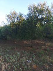 Αγροτεμάχια 6.000 τ.μ. για πώληση, Ν. Ρεθύμνου, Γεροπόταμος-thumb-2