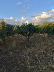 Αγροτεμάχια 6.000 τ.μ. για πώληση, Ν. Ρεθύμνου, Γεροπόταμος-thumb-3