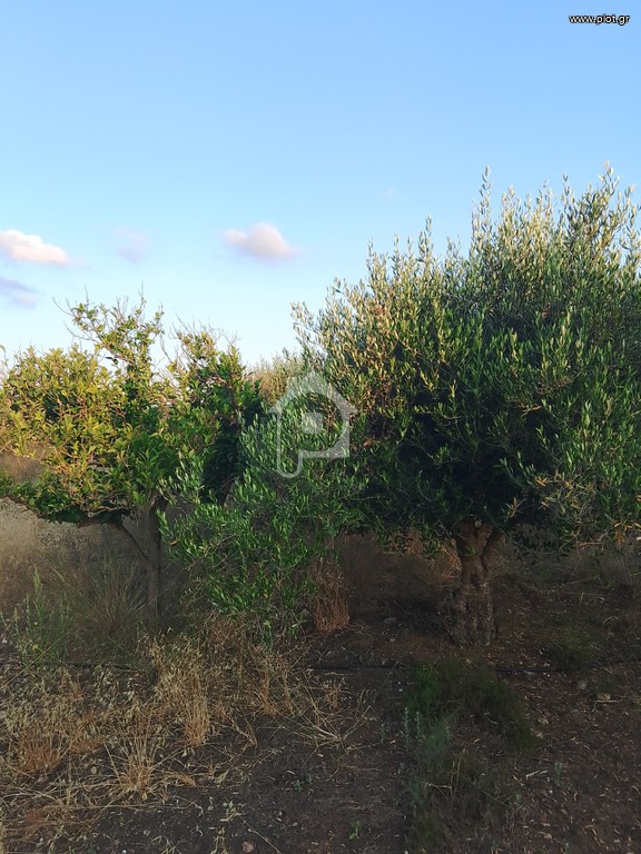 Αγροτεμάχια 6.000 τ.μ. πρός πώληση, Ν. Ρεθύμνου, Γεροπόταμος