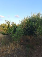 Αγροτεμάχια 6.000 τ.μ. για πώληση, Ν. Ρεθύμνου, Γεροπόταμος-thumb-4
