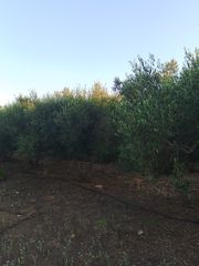 Αγροτεμάχια 6.000 τ.μ. για πώληση, Ν. Ρεθύμνου, Γεροπόταμος-thumb-5