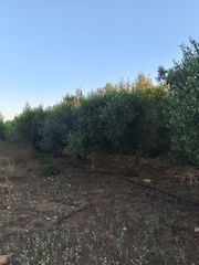 Αγροτεμάχια 6.000 τ.μ. για πώληση, Ν. Ρεθύμνου, Γεροπόταμος-thumb-6