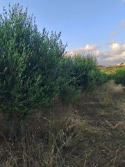 Αγροτεμάχια 6.000 τ.μ. για πώληση, Ν. Ρεθύμνου, Γεροπόταμος-thumb-7