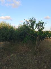 Αγροτεμάχια 6.000 τ.μ. για πώληση, Ν. Ρεθύμνου, Γεροπόταμος-thumb-8