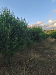 Αγροτεμάχια 6.000 τ.μ. για πώληση, Ν. Ρεθύμνου, Γεροπόταμος-thumb-9