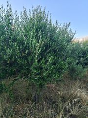 Αγροτεμάχια 6.000 τ.μ. για πώληση, Ν. Ρεθύμνου, Γεροπόταμος-thumb-10