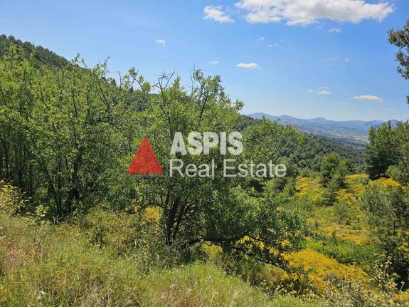 Αγροτεμάχια 5.000 τ.μ. για πώληση, Αττική - Υπόλοιπο, Πολυδένδρι
