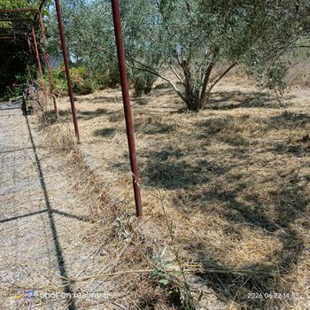 Αγροτεμάχια 1.000 τ.μ. προς πώληση